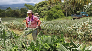 Ananasernte in Costa Rica: Viele Arbeitskräfte werden massiv ausgebeutet (Foto: oxfam.de)