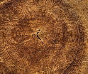 Baumstamm: Preise steigen auch in dem Bereich kontinuierlich (Foto: pixabay.com, Lars_Nissen)