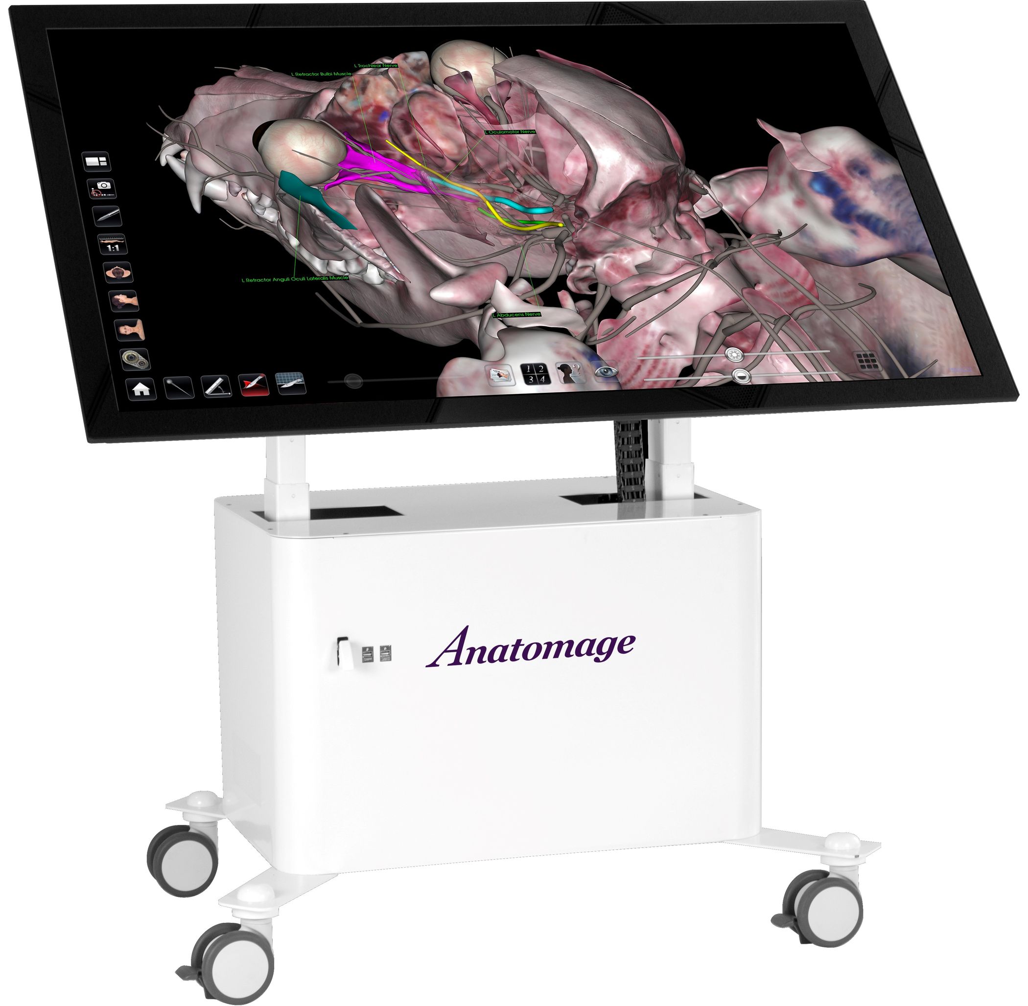 Anatomage präsentiert detailliertesten digitalen Hundekadaver der Welt