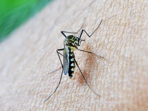 Moskito: Parasit in Insekt könnte das Handwerk gelegt werden (Foto: Mohamed Nuzrath/pixabay.com)