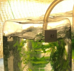 Gläserner Bioreaktor für den Algenzucht-Test in Schweden (Foto: Kristoffer Stedt, gu.se)