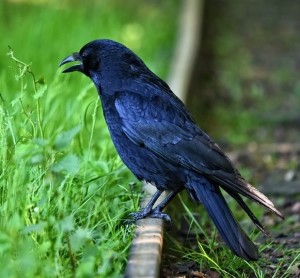 Krähe auf dem Gleis: Vögel erobern aufgegebene Strecken zurück (Foto: pixabay.com, MabelAmber) Krähe auf dem Gleis: Vögel erobern aufgegebene Strecken zurück (Foto: pixabay.com, MabelAmber)