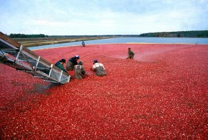 Cranberry-Ernte im Norden der USA: gut für das Gedächtnis (Foto: pixabay.com, PublicDomainImages)