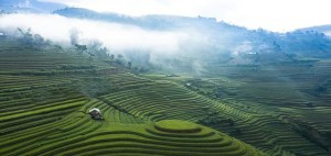 Anbau von Reis auf bewässerten Terrassen (Foto: Vu Quang Namm, pixabay.com)