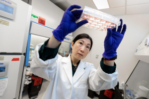 Huanhuan Joyce Chen bei der Arbeit mit Makrophagen im Labor (Foto: John Zich, uchicago.edu)