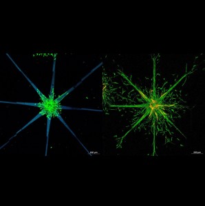 Sternförmige Muster wurden angefertigt (links), in die Zellen wandern (Foto: tuwien.at)