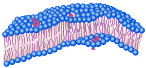 Winzig kleine Nanobohrer (rot) durchdringen die Membran eines Bakteriums (Bild: rice.edu)