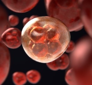 Zellteilung: Folgenreicher Blasenkrebs tritt häufiger bei Männern auf (Foto: pixabay.com, ColiN00B)