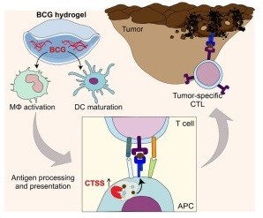 Neues BCG-Hydrogel bewirkt verbesserte Antigenverarbeitung (Grafik: Mirjam Schenk, unibe.ch)