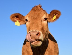 Kuh: Ihr Fleischexport kurbelt Mais- und Sojawirtschaft an (Foto: pixabay.com, ulleo)