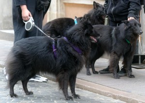 Hunde: Mehr Kommunikation, weniger Kriminelle (Foto: pixabay.com, icsilviu)