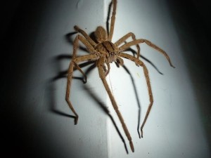 Spinne: Tiere sind auch nach dem Tod noch nützlich (Foto: lolaclinton, pixabay.com)