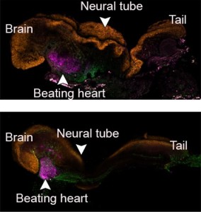 Gezüchteter (oben) und natürlich entstandener Maus-Embryo (Fotos: weizmann.ac.il)