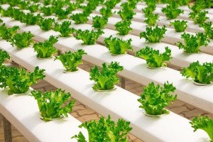 Zucht von Salat in einem Gewächshaus: braucht frisches Wasser (Foto: Jatuphon Buraphon, pixabay.com)