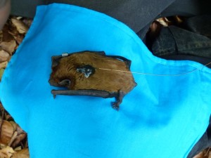 Großer Abendsegler mit GPS-Sender (Foto: Manuel Roeleke, uni-potsdam.de)