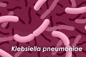 Klebsiella pseudomonae gehört zu den resistenten Bakterien überhaupt (Bild: illinois.edu)