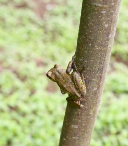 Rhacophorus omeimontis: smarte Überlebensstrategien entwickelt (Foto: Chuan Chen)