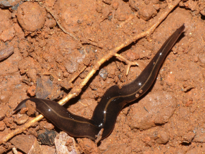 Plattwurm: Dieses Tier dient dem gefährlichen Parasiten als Wirt (Foto: Shinji Sugiura)