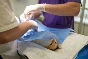 Operation in einer Tierarztpraxis: US-Ärzte arbeiten am Limit (Foto: Arvydas Lakacauskas/pixabay.de)