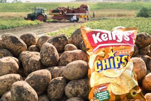 Kelly's Chips - Frische Ernte (Foto: Alice Milewski/Kelly)