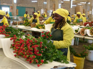 Fairtrade-Rosenproduktion in Kenia: Afrika als Investitionsstandort (Foto: fairtrade.lu)