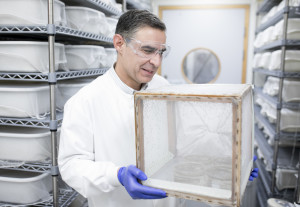 Moskito-Käfige im Wissenschaftslabor des Imperial College London (Foto: imperial.ac.uk) Moskito-Käfige im Wissenschaftslabor des Imperial College London (Foto: imperial.ac.uk)