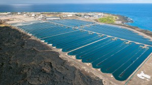 Riesige Algen-Aquafarm an einer Küste von Hawaii (Foto: cyanotech.com)