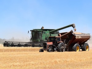 Ernte: Landwirtschaftliche Erzeugnisse sind in Deutschland teurer (Foto: pixabay.com, Barescar90)