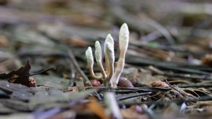 Cordyceps: Pilz gegen Krebszellen nutzbar gemacht (Foto: Docujeju, pixabay.com)