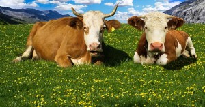 Rinder: Methanbelastung für die Umwelt soll reduziert werden (Foto: Gerhard, pixabay.com)