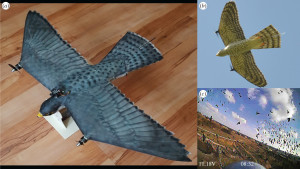 Neue Wanderfalken-Drohne, die Vögel vertreibt (Foto: royalsocietypublishing.org/journal/rsif)