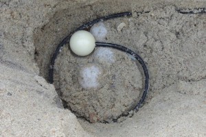 Sensor zur Fernüberwachung von Schildkröteneiern (Foto: Samuel Wantman, nerdswithoutborders.net)