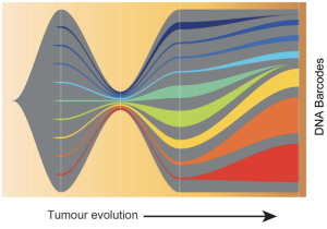 Tumor: Entwicklung wird sichtbar (Bild: Garvan Institute of Medical Research) Tumor: Entwicklung wird sichtbar (Bild: Garvan Institute of Medical Research)