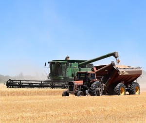 Getreideernte: Viele Landwirte erhöhen die Preise deutlich (Foto. pixabay.com; Barescar90)