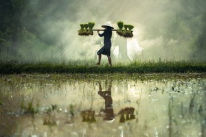 Reisträger: Ernten fallen durch Klimawandel künftig magerer aus (Foto: Sasin Tipchai, pixabay.com)