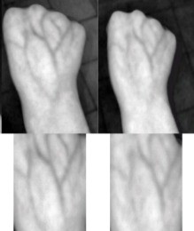 Charakteristische Muster auf dem Handrücken eines Menschen: angeblich unknackbar (Foto: us.es)