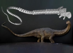 Computermodell des Dinosaurierschwanzes und ein Diplodocide (Animationen: Simone Conti/Zachi Evenor)