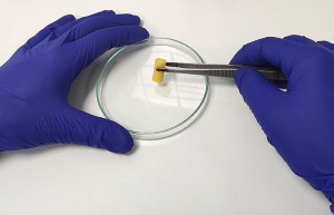 Kleine Probe des neuen revolutionären Knochenersatzmaterials (Foto: ucv.es)