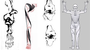 Spiraldynamik und Physiotherapie (Bild: Spiraldynamik®)