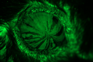 Stammzellen im Auge sichtbar (grün) gemacht (Foto: medicine.wustl.edu)