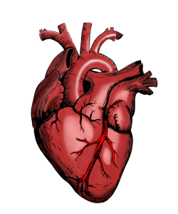 Modell des menschlichen Herzens: Eiweiß Tropoelastin gegen Narben (Bild: mandrakept, pixabay.com)