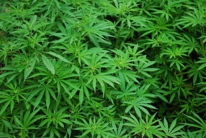Anbau von Cannabis im großen Stil: in einigen US-Staaten erlaubt (Foto: Rex Medlen, pixabay.com)