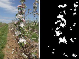 Apfelblüten im Original und in der Bildverarbeitung durch Künstliche Intelligenz (Fotos: psu.edu)