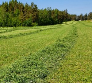 Bodennah gemähte Wiese nach Bauernart (Foto: Benjamin Fuchs, utu.fi)