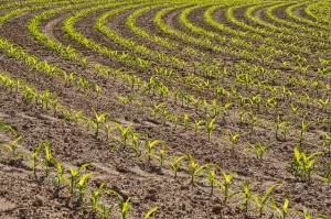 Junger Mais: Dieser reagiert hochempfindlich auf etwaigen Wassermangel (Foto: Anrita, pixabay.com) Junger Mais: Dieser reagiert hochempfindlich auf etwaigen Wassermangel (Foto: Anrita, pixabay.com)