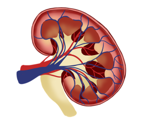 Künstlerische Darstellung einer Niere (Illustration: Eksavang Khounphinith, pixabay.com)