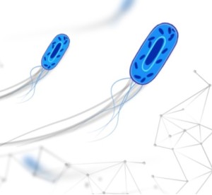 Zellen unter dem Mikroskop: KI macht Bewegungen sichtbar (Foto: Jesús Pineda, gu.se)