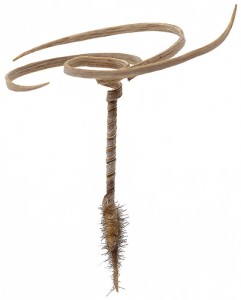 Keimling, der aus dem neuem E-Seed herauswächst (Foto: cmu.edu)