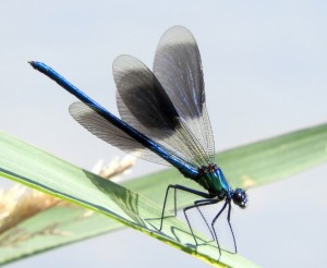 Libelle (Foto: Andreas Chovanec)