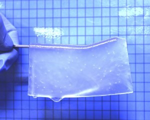 Hydrogel für die Reparatur von Gehirnschäden (Foto: Satoshi Tanikawa, et al., global.hokudai.ac.jp) Hydrogel für die Reparatur von Gehirnschäden (Foto: Satoshi Tanikawa, et al., global.hokudai.ac.jp)